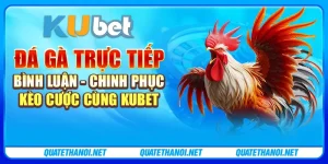 Đá gà trực tiếp bình luận - Chinh phục kèo cược cùng Kubet