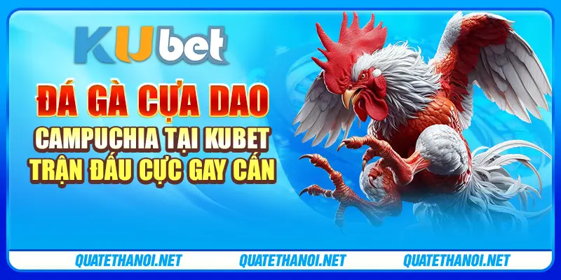 Đá gà cựa dao Campuchia tại Kubet - Trận đấu cực gay cấn